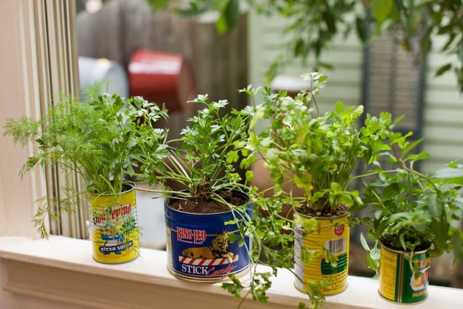 Мята базилик Мелисса горшочке