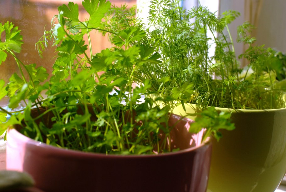 Петрушка базилик вырастить