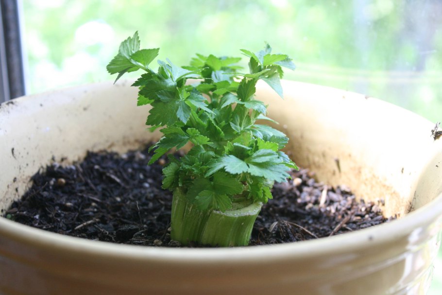 Кориандр прорастить