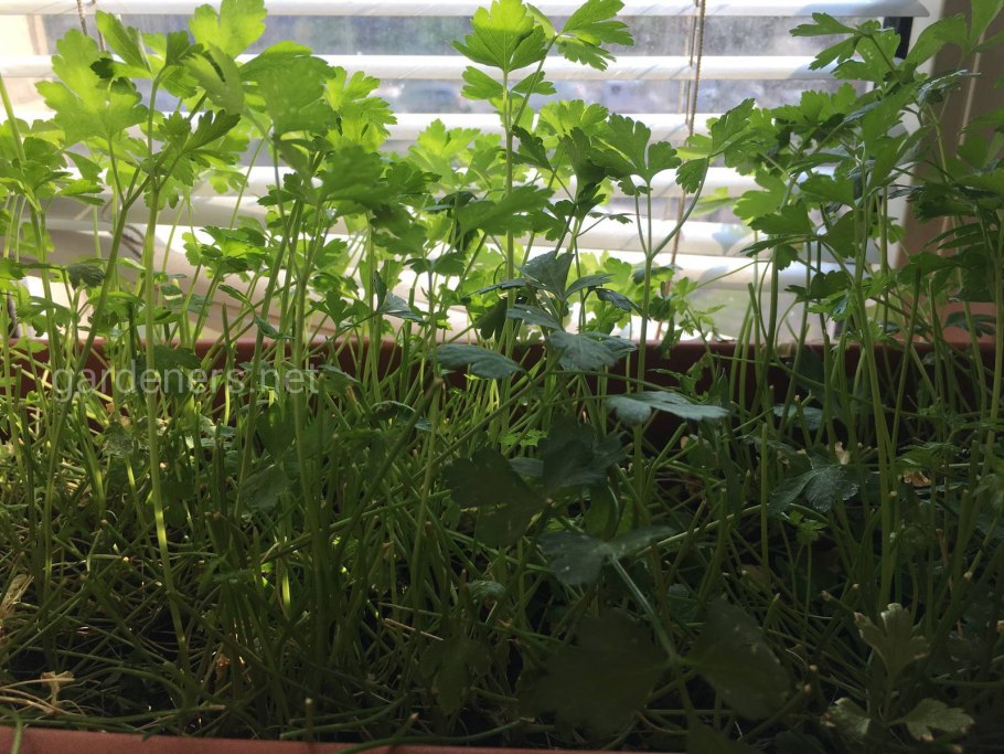 Петрушка выгонка