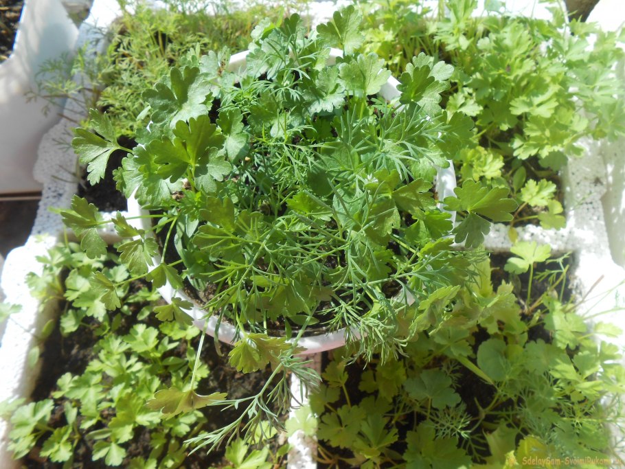 Руккола на окне