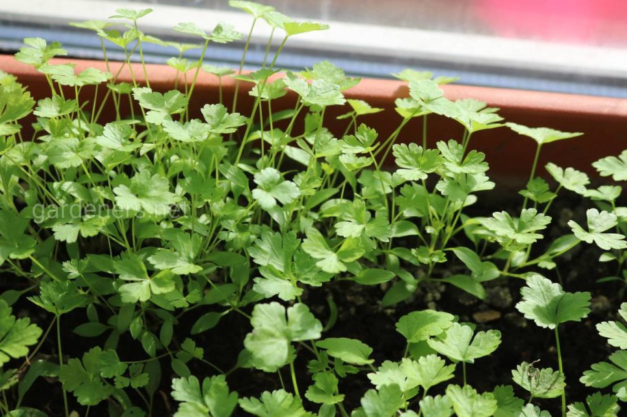 Проростки кинзы