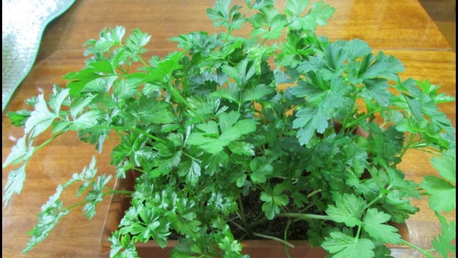 Кориандр Петруша огородник