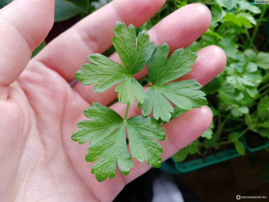 Укроп петрушка майоран на подоконнике