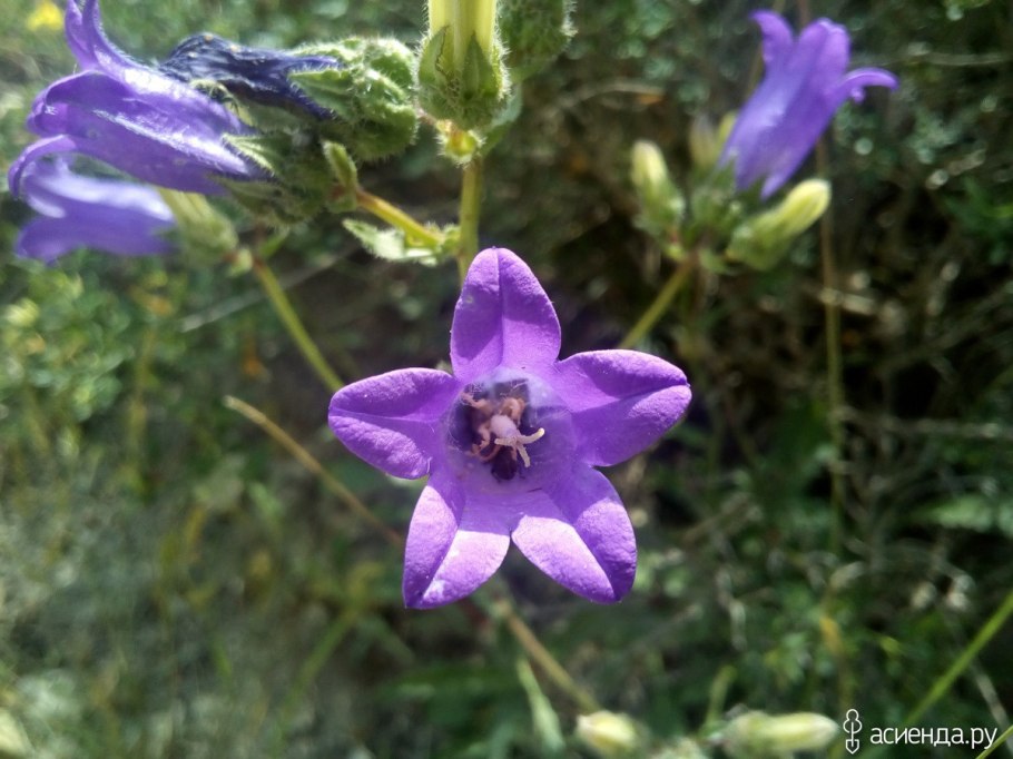 Колокольчик персиколистный Campanula persicifolia
