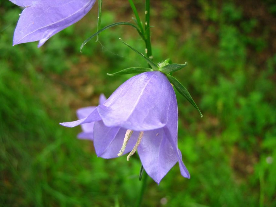 Колокольчик маргаритколистный Campanula bellidifolia