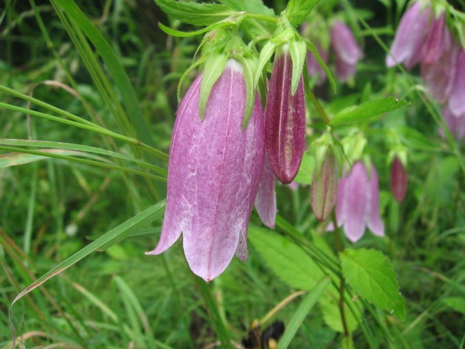 Campanula Bononiensis