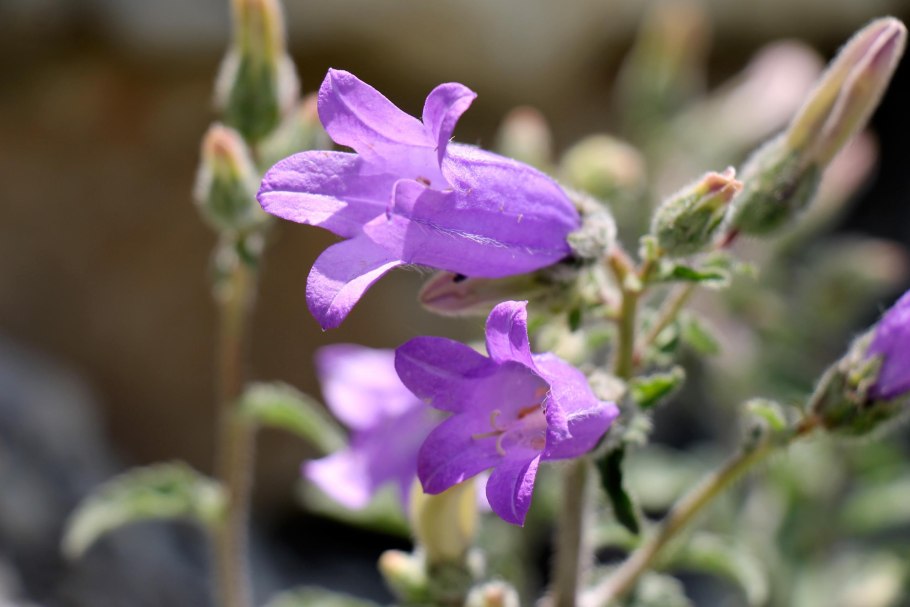 Campanula autraniana