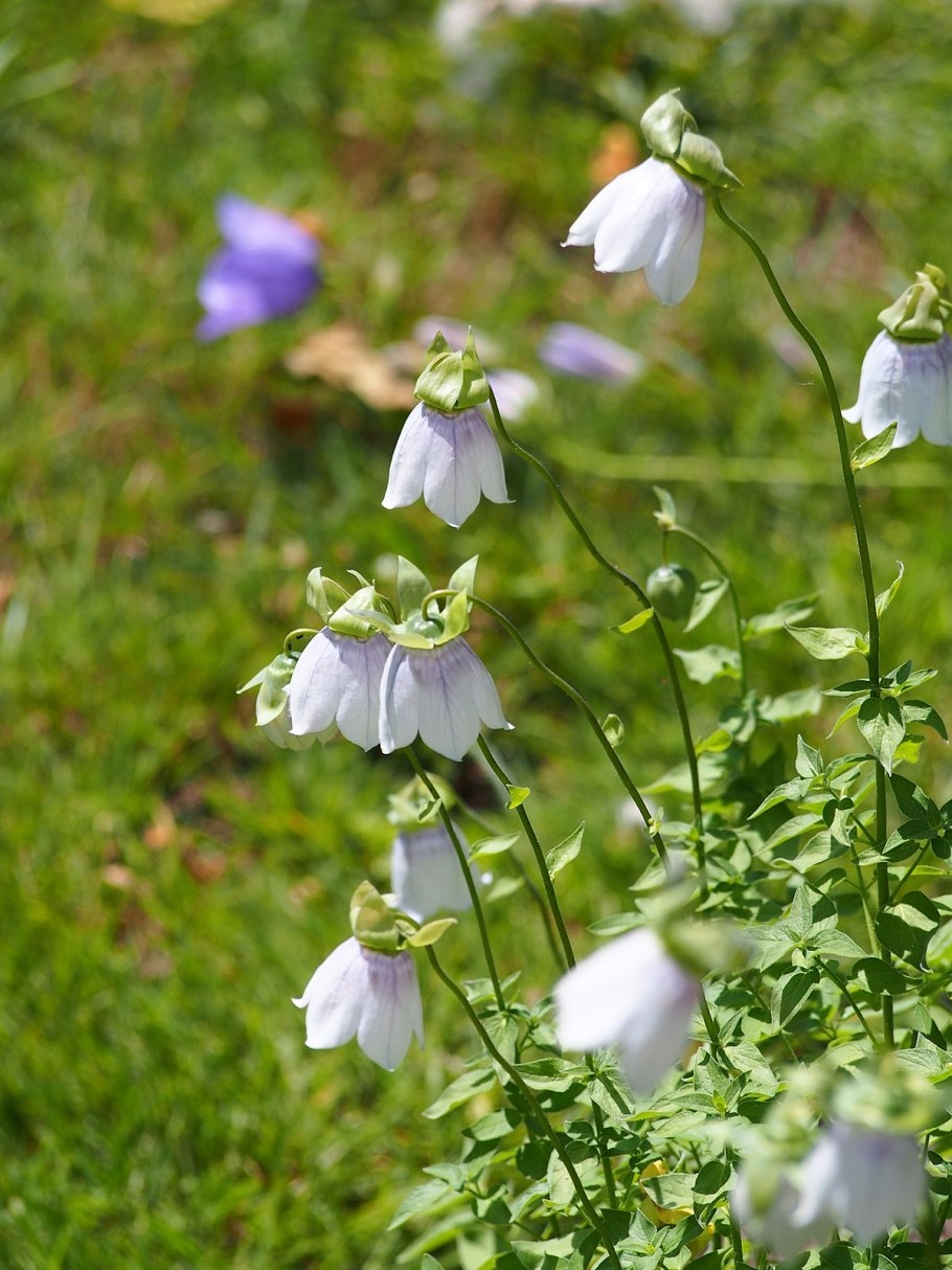 Campanula rapunculoides l.