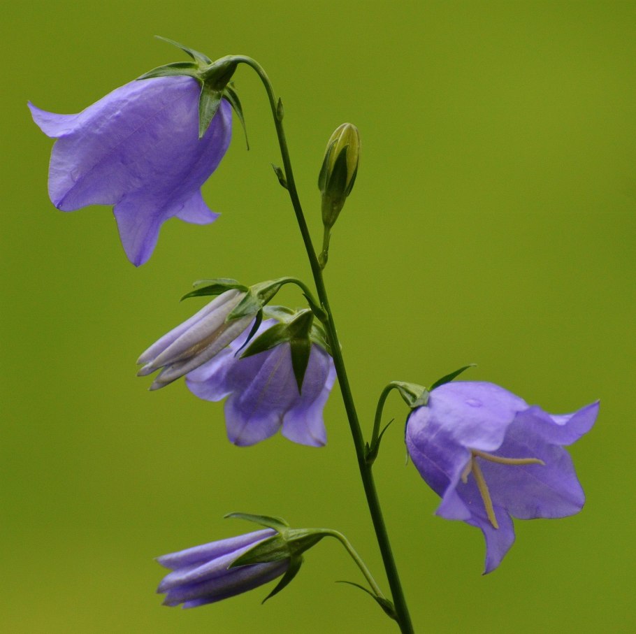 Campanula Baumgartenii