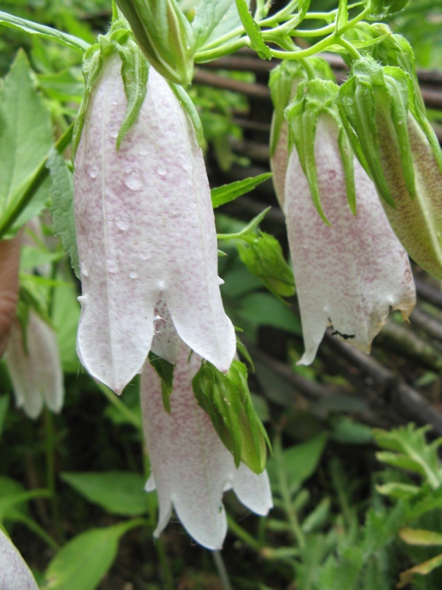 Крупный цветок колокольчик