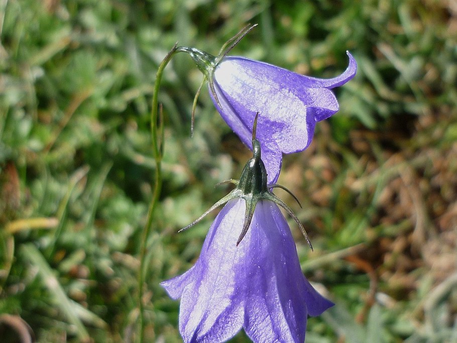 Campanula zoysii посев