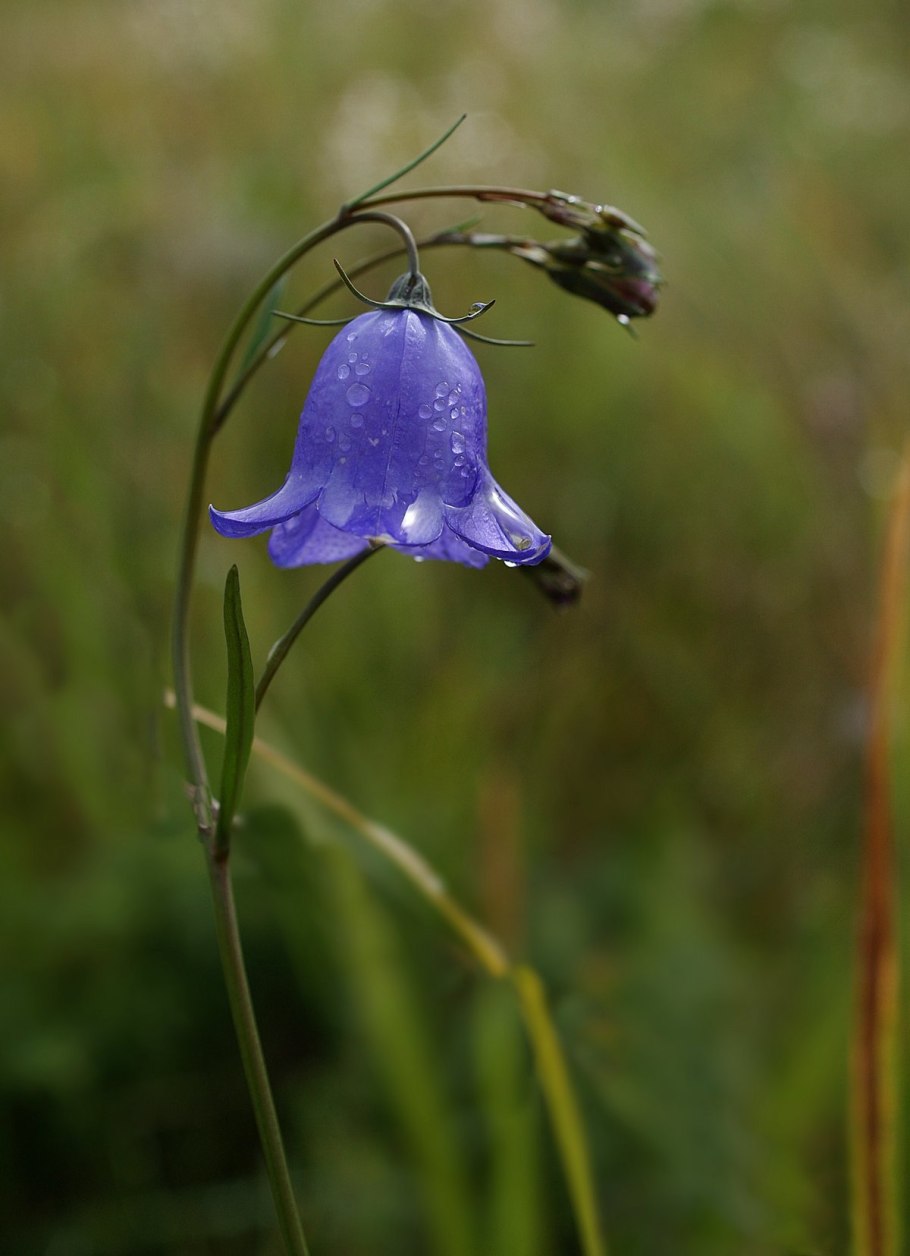 Кампанула крапиволистная