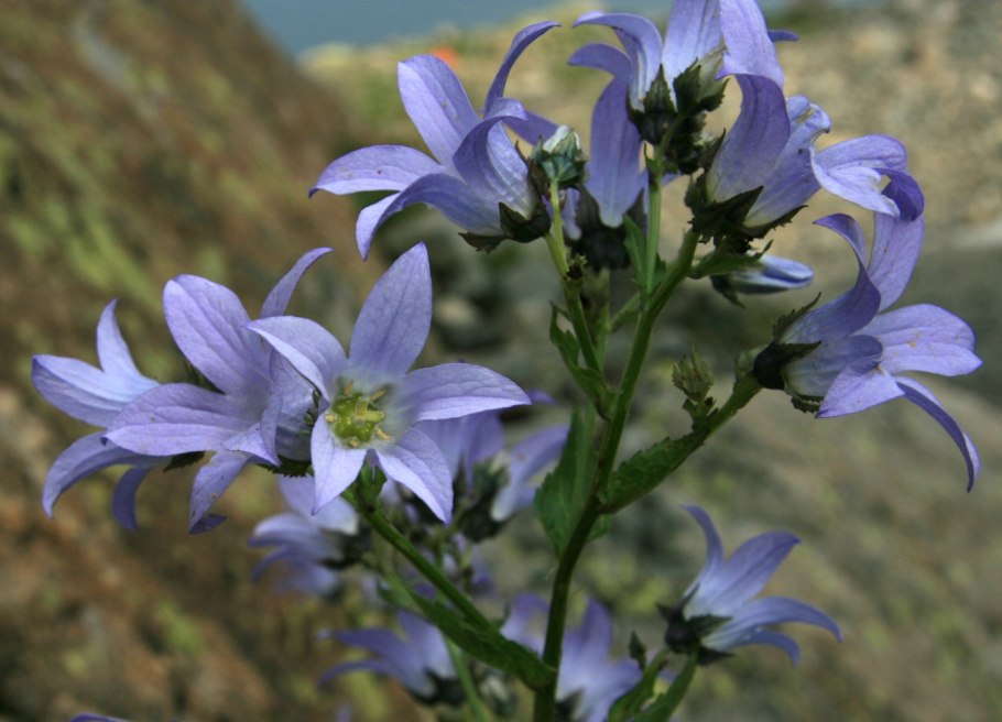Campanula lactiflora