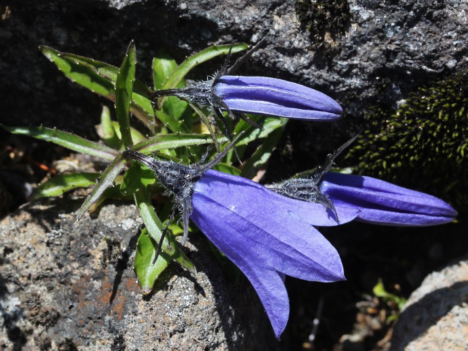 Кампанула колокольчик цветок