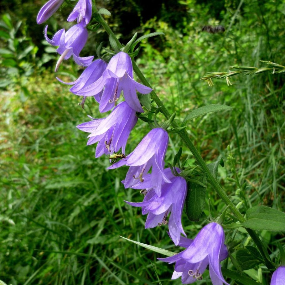 Колокольчик "цветы"