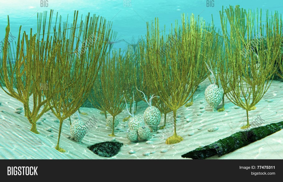 Ордовикский период водоросли