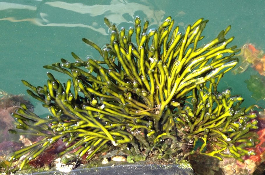 Каулерпа Таксифолия