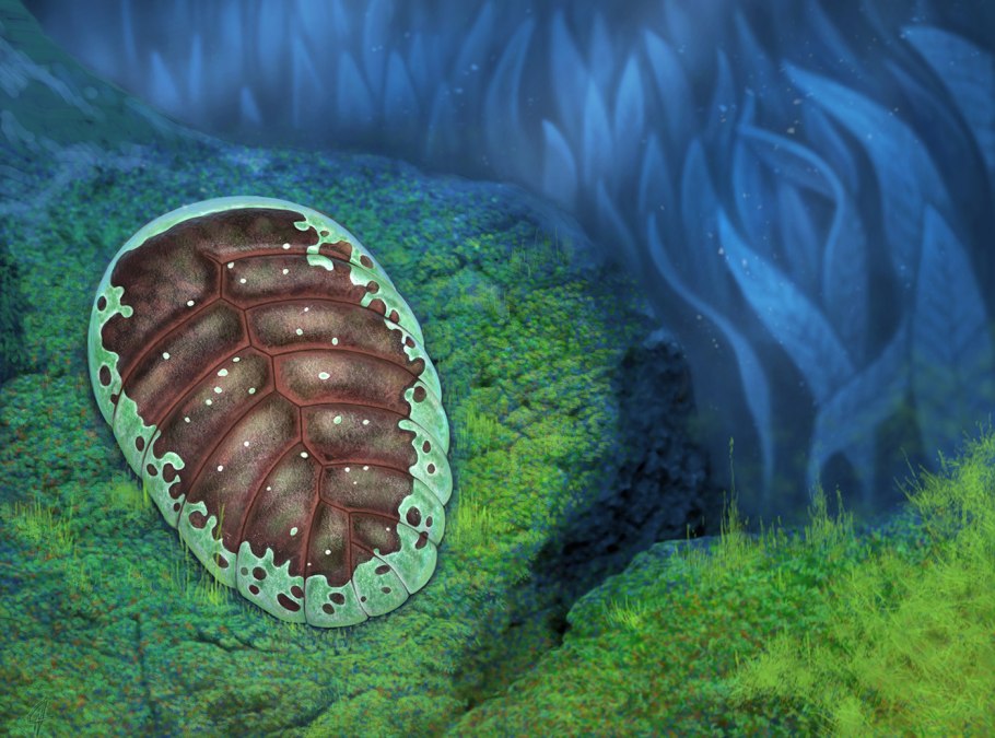 Морские лилии Ордовик