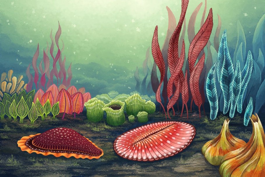 Эдиакарская Биота