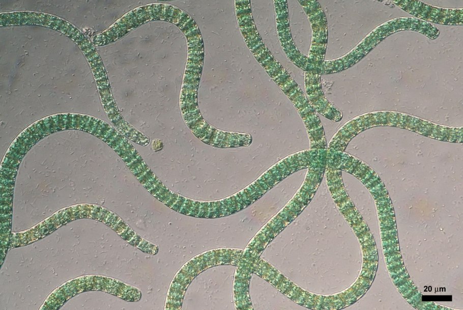 Цианобактерии строматолиты