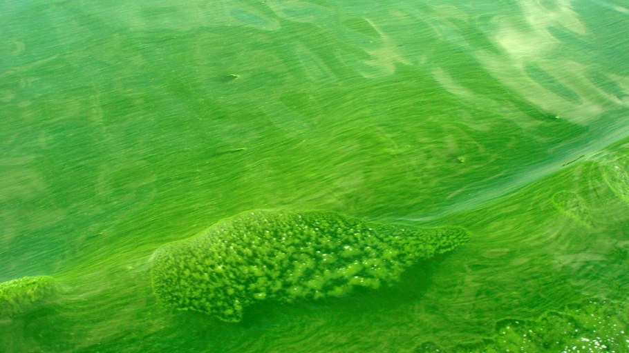 Синезеленые водоросли