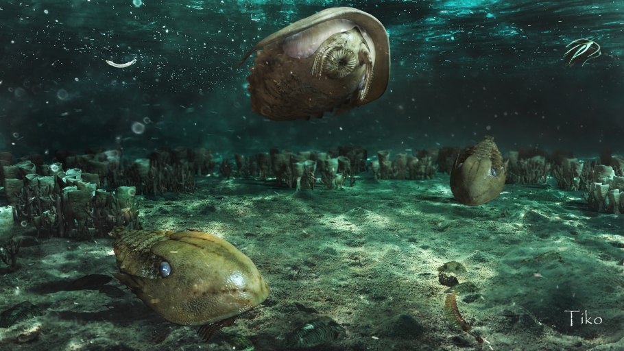 Нейстонные водоросли