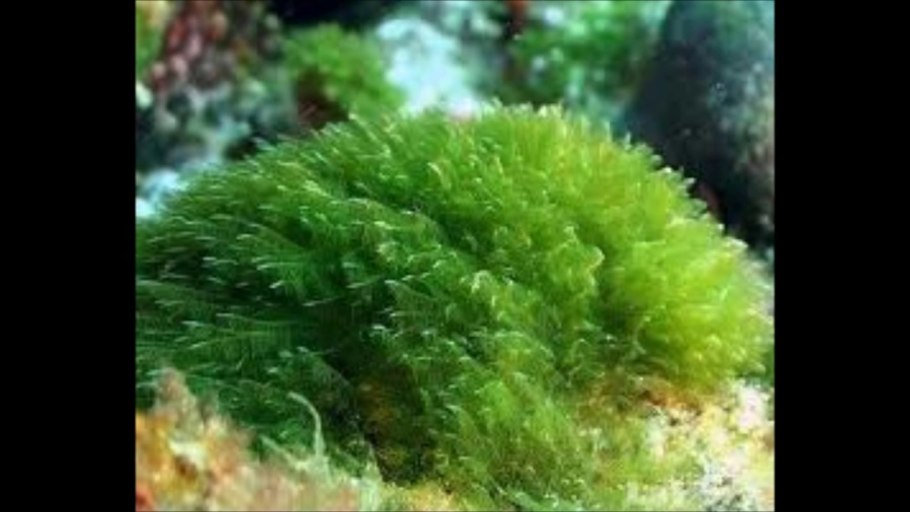 Hairgrass водоросли