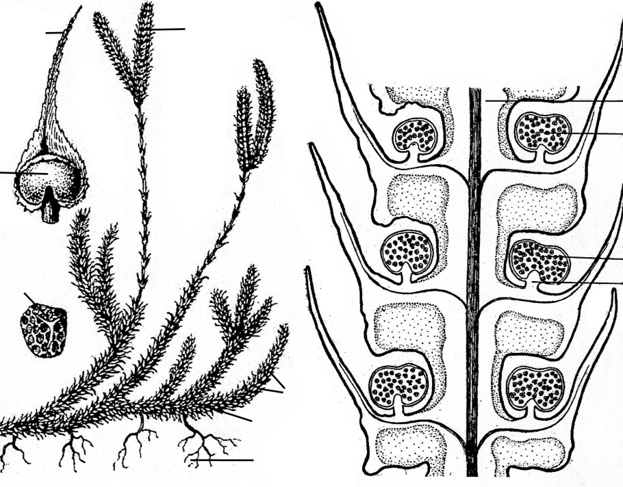 Спорофит плауна булавовидного