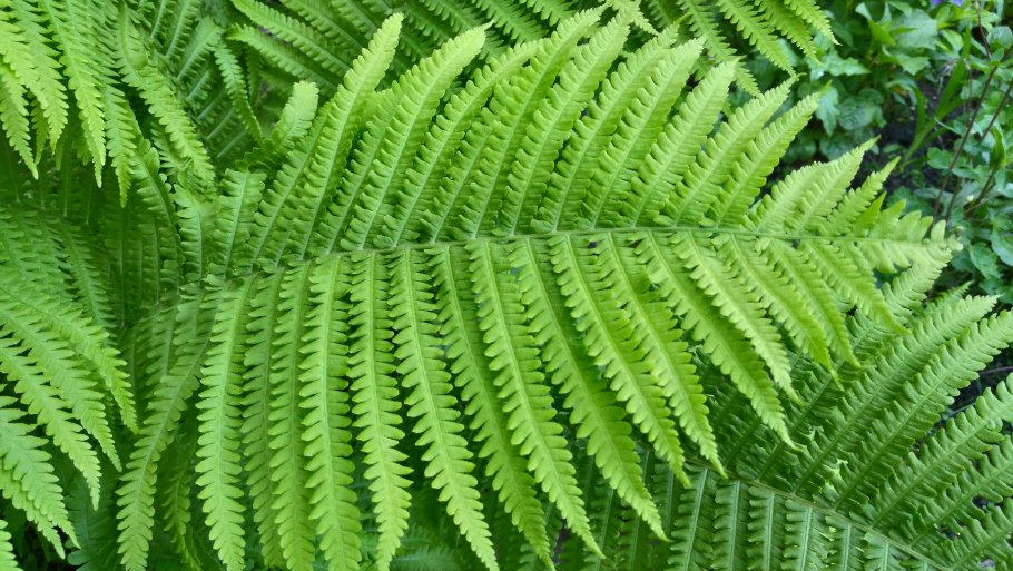 Папоротник страусник со спорангиями