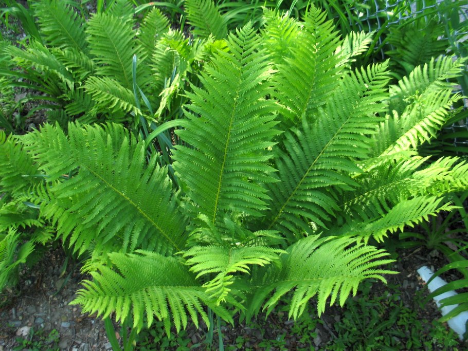 Вымершие папоротники