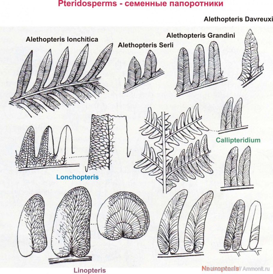 Медуллоза Ноэ