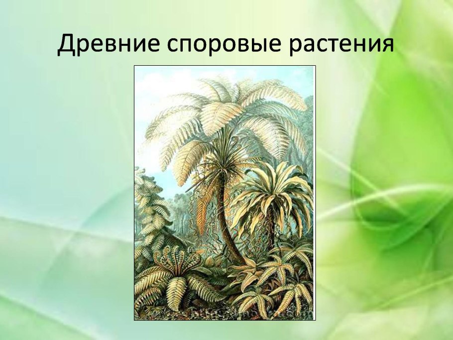 Папоротник Птерис систематика