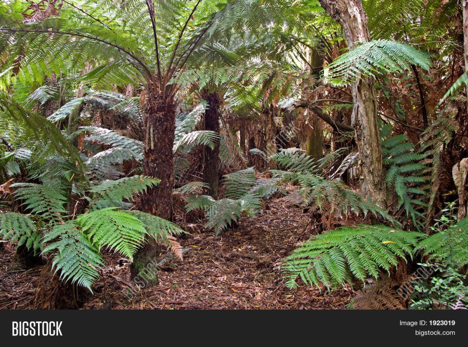 Семя папоротника растения