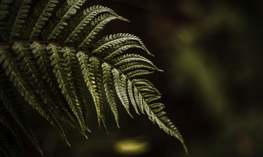 Папоротниковидные семена