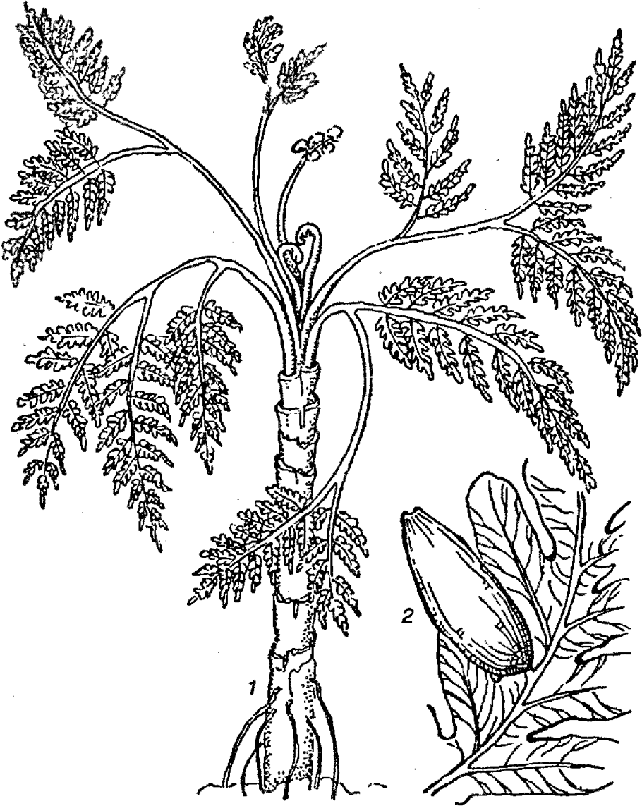 Медуллоза Ноэ