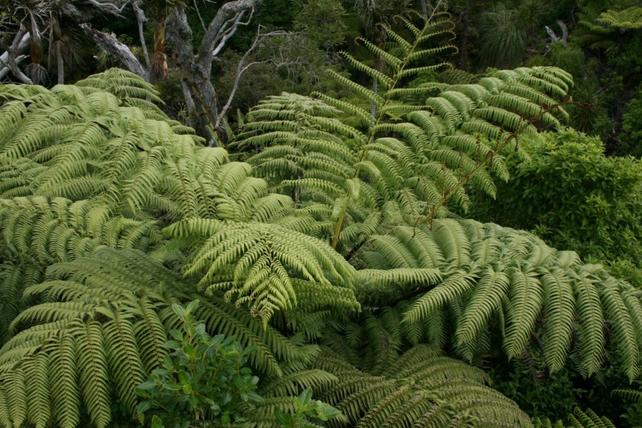 Циатея Брауна