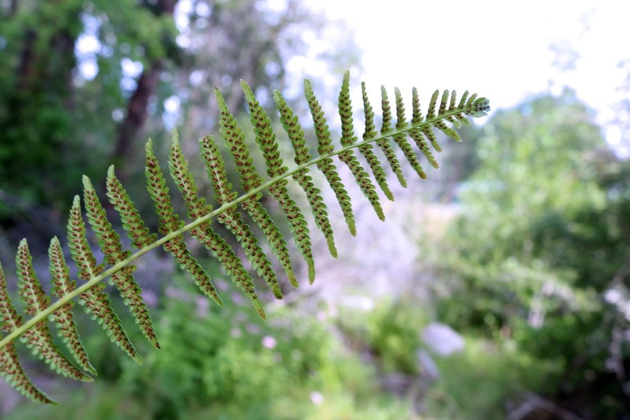 Асплениум пролонгатум