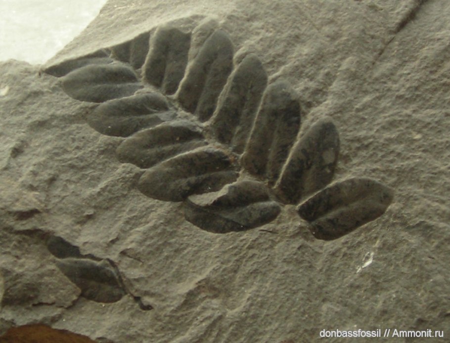 Травянистый папоротник Пермский период