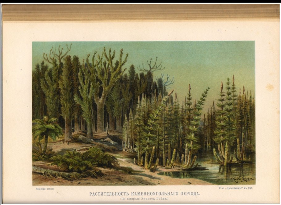 Папоротниковидные сорусы