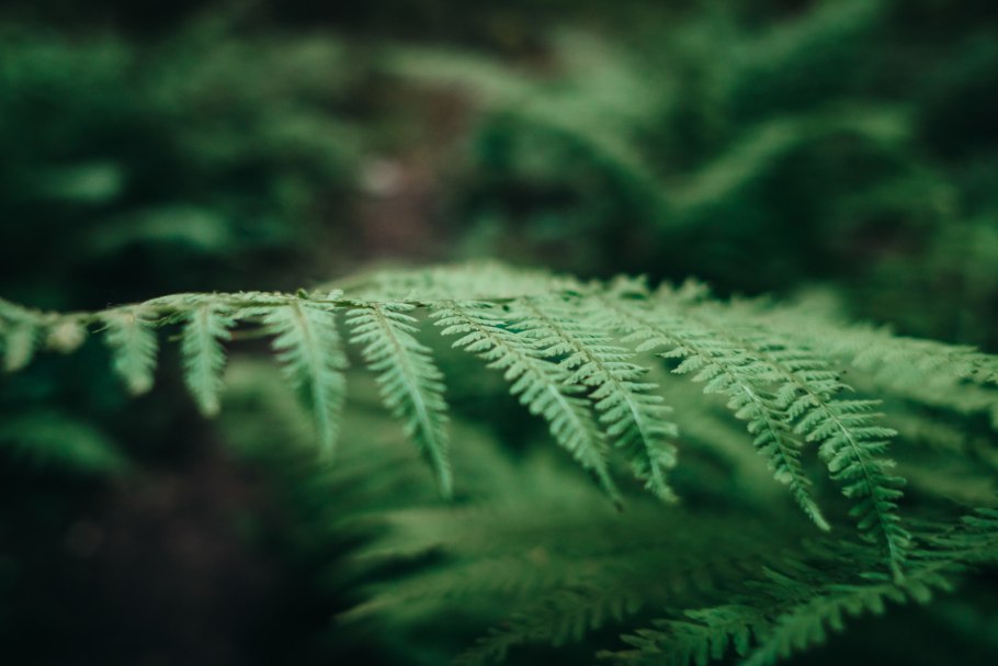 Древние папоротники