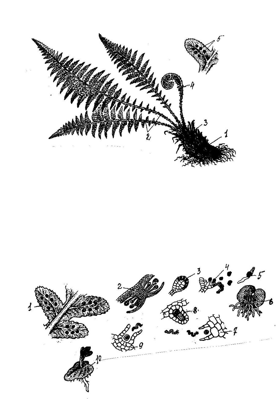 Папоротник малабарский