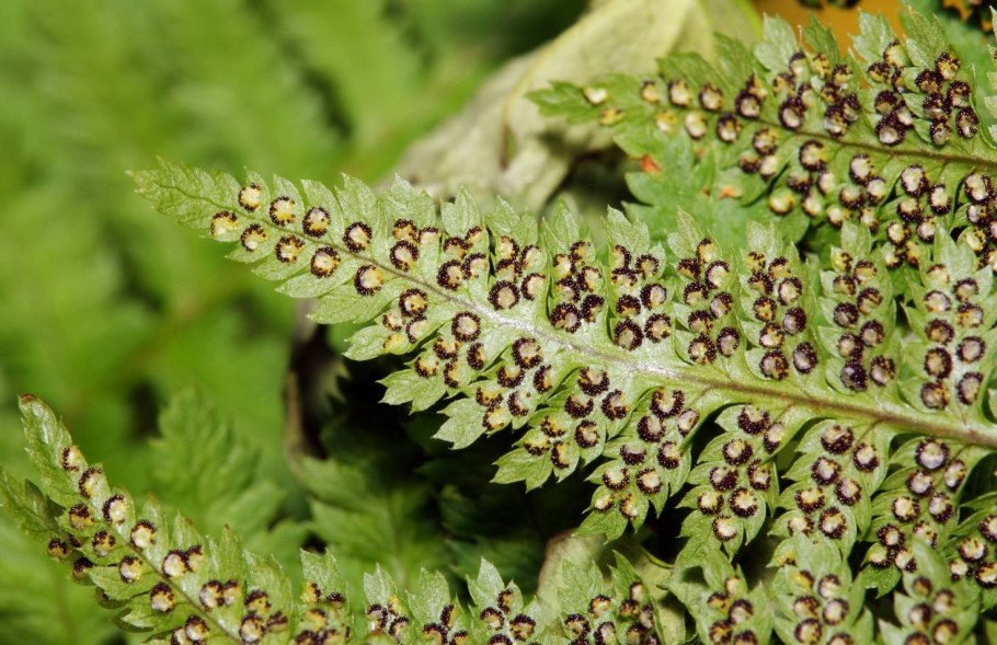 Сорусы и спорангии папоротника