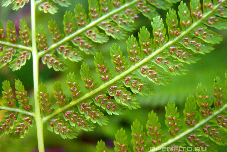 Seedless Vascular Plants