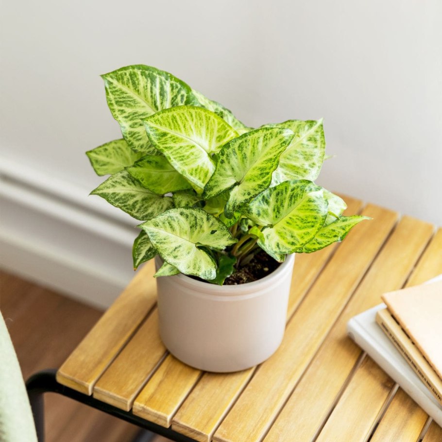 Сингониум ушковидный