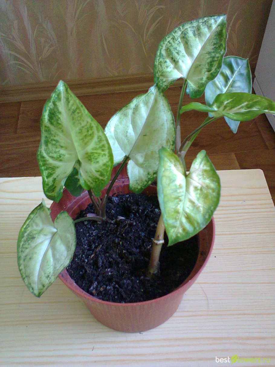 Сингониум Хоффмани