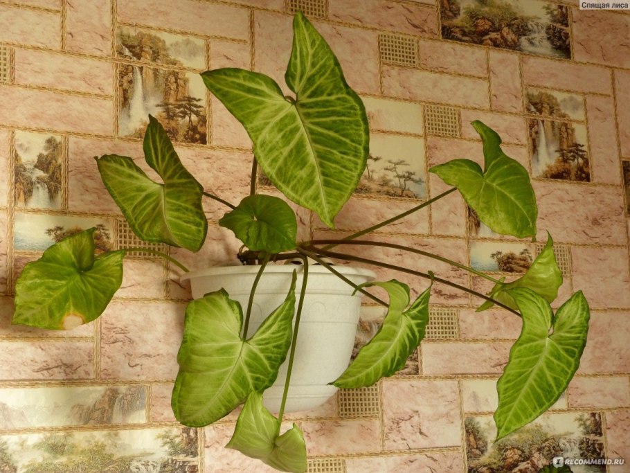 Сингониум ножколистный (Syngonium podophyllum)