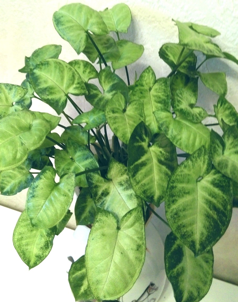 Сингониум ножколистный цветок