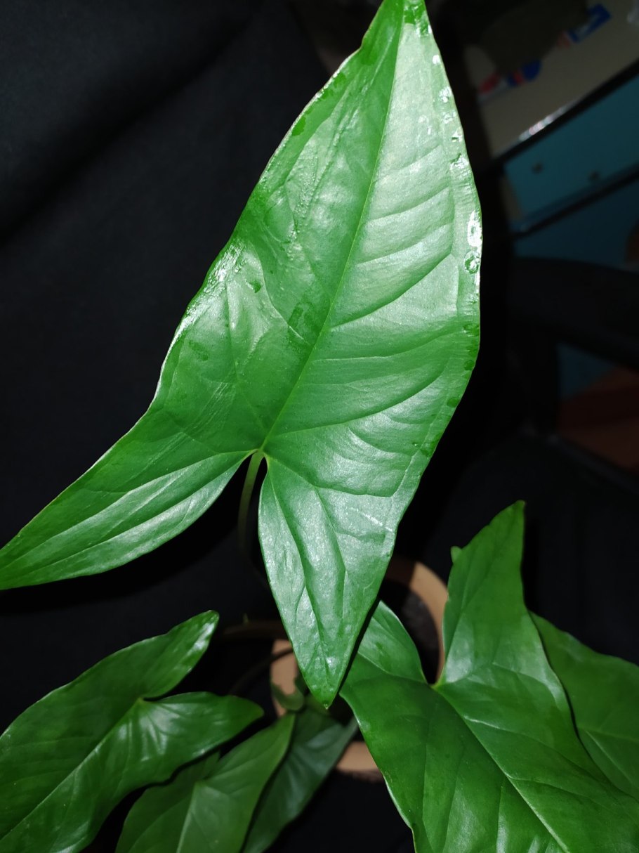 Сингониум Ушастый