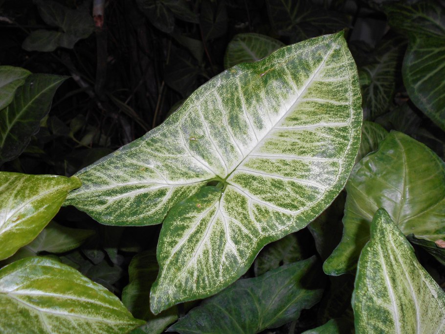 Сингониум ножколистный (Syngonium podophyllum)